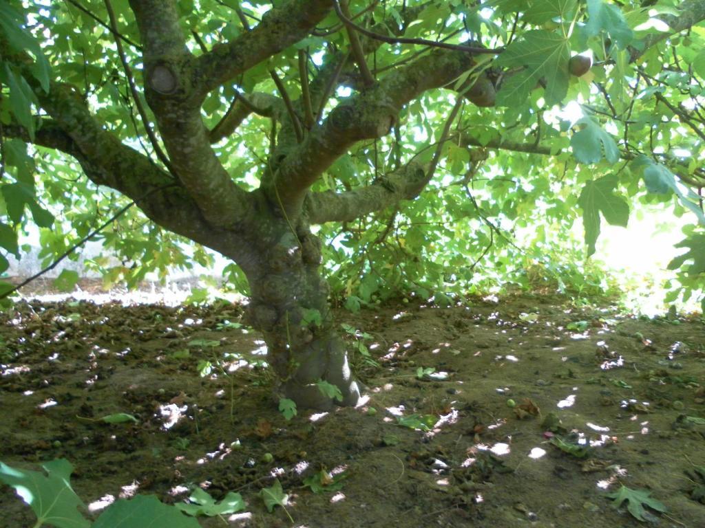 ארייה ברנקה Lemon Tree Hostel מראה חיצוני תמונה